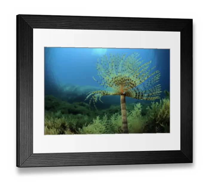 Framed Print : European fan worms (Sabella / Spirographis spallanzani) Malta, Mediteranean, May 2009 Framed Print : European fan worms (Sabella / Spirographis spallanzani) Malta, Mediteranean, May 2009