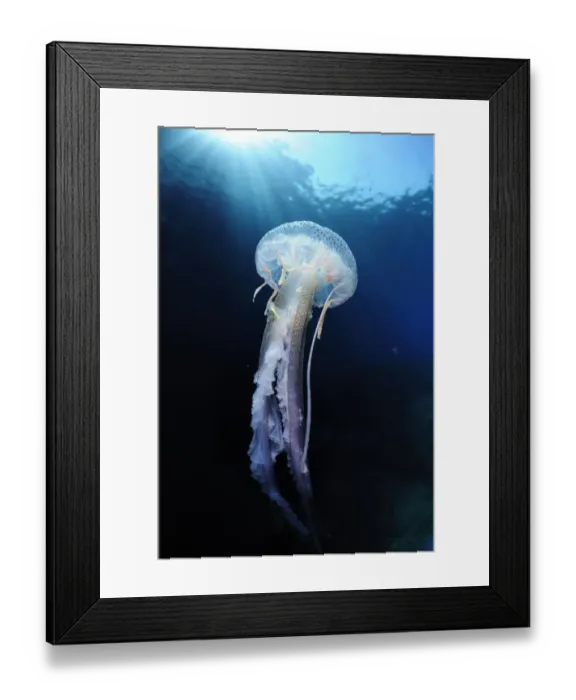 Framed Print : Pelagia stinger / Common jellyfish (Pelagia noctiluca) Malta, Mediteranean, May 2009 Framed Print : Pelagia stinger / Common jellyfish (Pelagia noctiluca) Malta, Mediteranean, May 2009