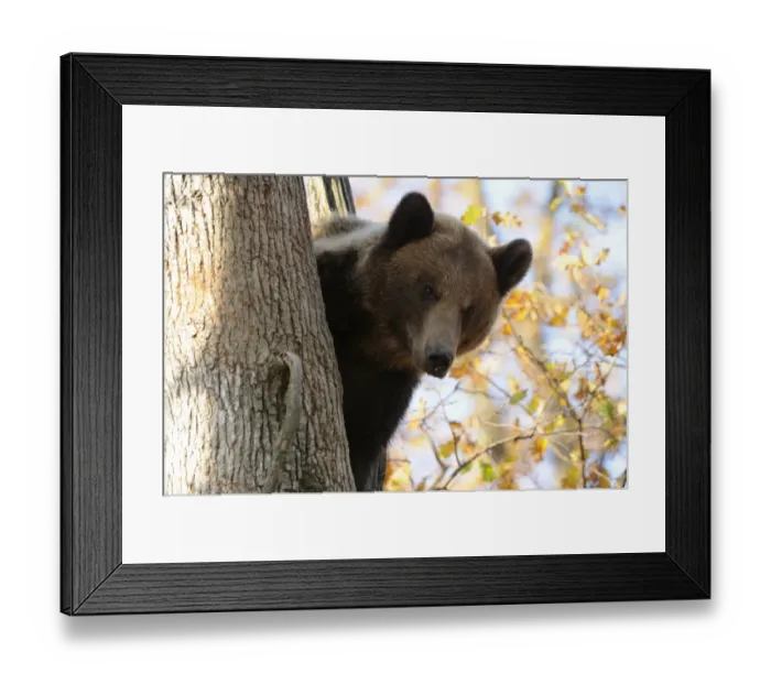 Framed Print : European brown bear (Ursus arctos) looking down from tree, captive, Private Bear Park Framed Print : European brown bear (Ursus arctos) looking down from tree, captive, Private Bear Park