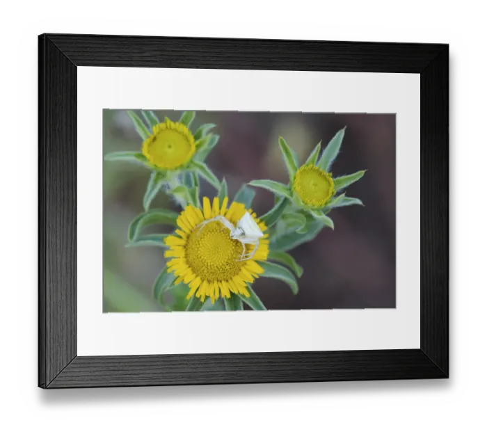 Framed Print : Crab spider (Misumena sp) on Elecampane (Inula helenium) waiting for prey, San Marino Framed Print : Crab spider (Misumena sp) on Elecampane (Inula helenium) waiting for prey, San Marino