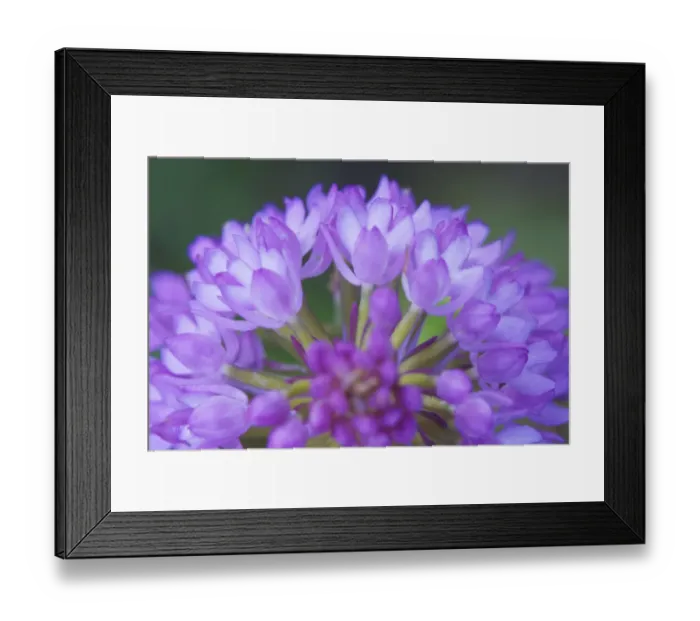Framed Print : Close-up of Pyramidal orchid (Anacamptis pyramidalis) flower, Parco Naturale di Monte Cerreto
