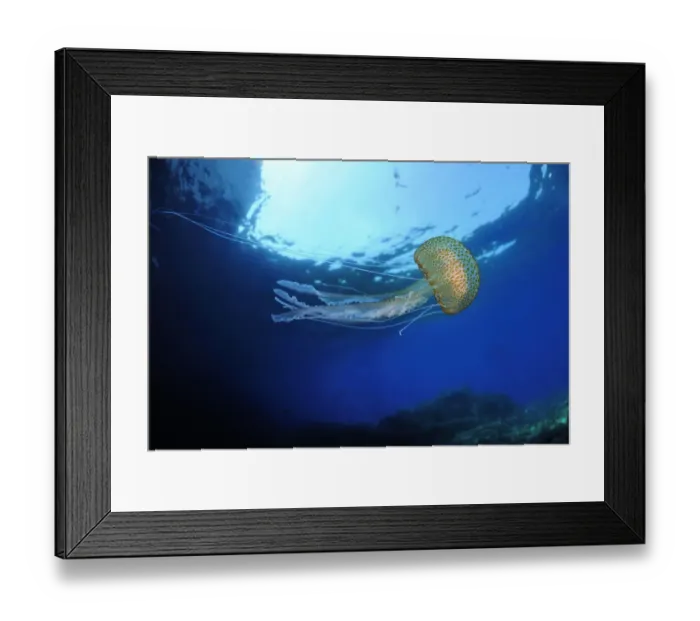 Framed Print : Purple stinger / Common jellyfish (Pelagia noctiluca) Malta, Mediteranean, May 2009 Framed Print : Purple stinger / Common jellyfish (Pelagia noctiluca) Malta, Mediteranean, May 2009