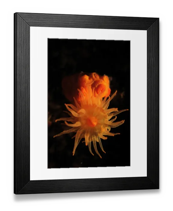 Framed Print : Star coral (Astroides calycularis) Malta, Mediteranean, May 2009 Framed Print : Star coral (Astroides calycularis) Malta, Mediteranean, May 2009