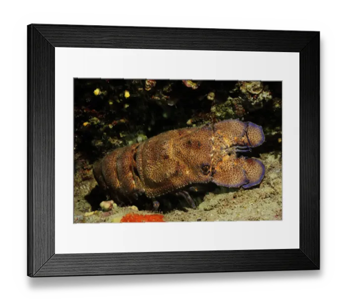 Framed Print : European paddle nosed / Spanish lobster (Scyllarides latus) Malta, Mediteranean, May 2009 Framed Print : European paddle nosed / Spanish lobster (Scyllarides latus) Malta, Mediteranean, May 2009