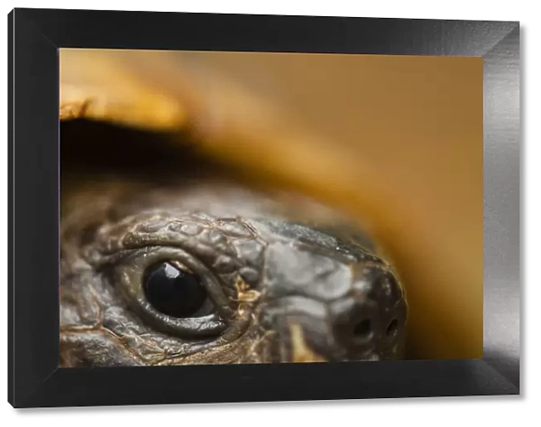 Close-up of Hermanns tortoise (Testudo hermanni) head, Djerdap National Park
