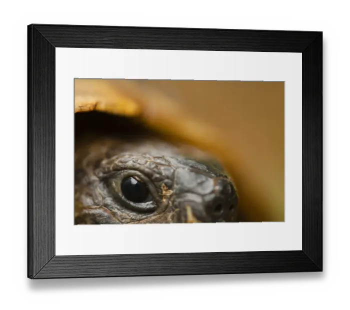 Framed Print : Close-up of Hermanns tortoise (Testudo hermanni) head, Djerdap National Park