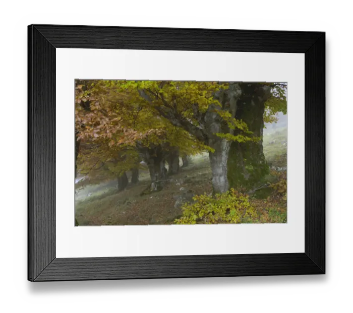 Framed Print : Old beech trees (Fagus sp) in autumn, Piatra Craiului NP, Transylvania, Southern Framed Print : Old beech trees (Fagus sp) in autumn, Piatra Craiului NP, Transylvania, Southern