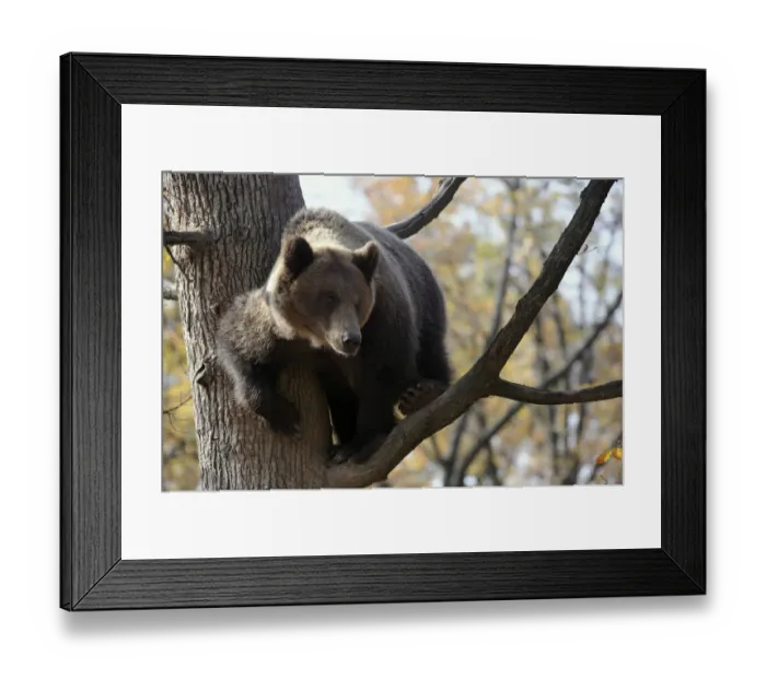 Framed Print : European brown bear (Ursus arctos) in tree, captive, Private Bear Park, near Brasov Framed Print : European brown bear (Ursus arctos) in tree, captive, Private Bear Park, near Brasov