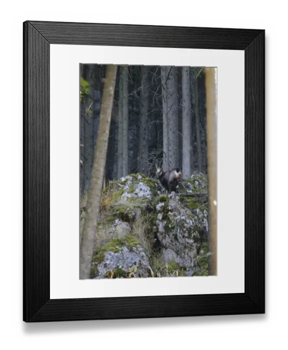 Framed Print : Carpathian chamois (Rupicapra rupicapra carpatica) on rocks, Cheile Bicazului-Hasmas National Park