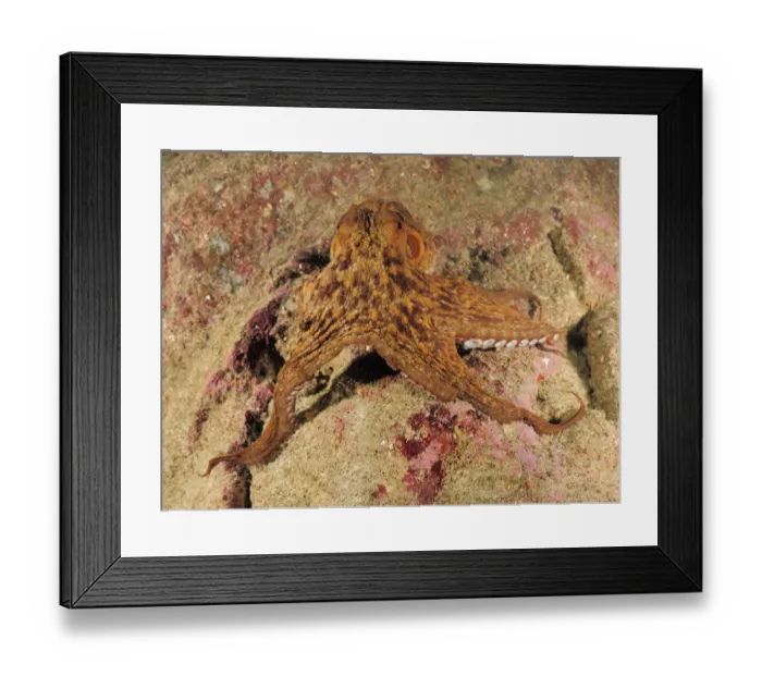 Framed Print : Common octopus (Octopus vulgaris) on rock, Malta, Mediteranean, May 2009 Framed Print : Common octopus (Octopus vulgaris) on rock, Malta, Mediteranean, May 2009