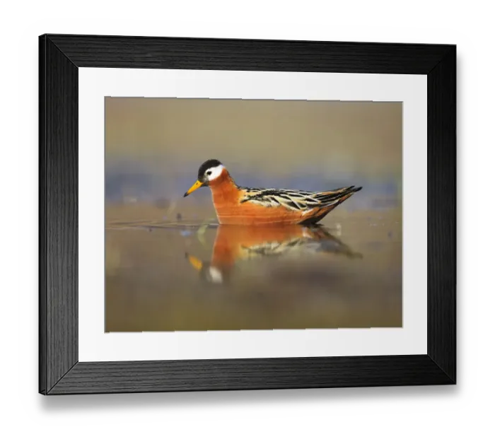 Framed Print : Grey phalarope (Phalaropus fulicarius) on water, Spitsbergen, Svalbard, Norway, June 2009 Framed Print : Grey phalarope (Phalaropus fulicarius) on water, Spitsbergen, Svalbard, Norway, June 2009