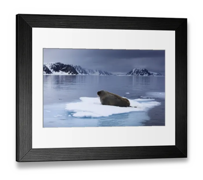 Framed Print : Walrus (Odobenus rosmarus) lying on ice, Spitsbergen, Svalbard, Norway, June 2009 Framed Print : Walrus (Odobenus rosmarus) lying on ice, Spitsbergen, Svalbard, Norway, June 2009