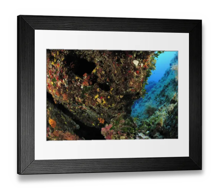 Framed Print : Hard bottom community off Comina Island, Malta, Mediteranean, May 2009 Framed Print : Hard bottom community off Comina Island, Malta, Mediteranean, May 2009
