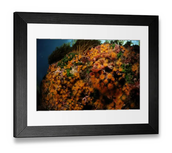 Framed Print : Golden cup coral (Astroides calycularis) Malta, Mediteranean, May 2009 Framed Print : Golden cup coral (Astroides calycularis) Malta, Mediteranean, May 2009