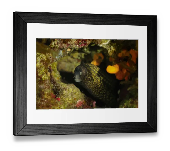 Framed Print : Mediterranean moray eel (Muraena helena) Malta, Mediteranean, June 2009 Framed Print : Mediterranean moray eel (Muraena helena) Malta, Mediteranean, June 2009