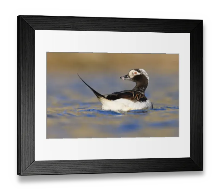 Framed Print : Long tailed duck (Clangula hyemalis) on water, Spitsbergen, Svalbard, Norway, June 2009 Framed Print : Long tailed duck (Clangula hyemalis) on water, Spitsbergen, Svalbard, Norway, June 2009