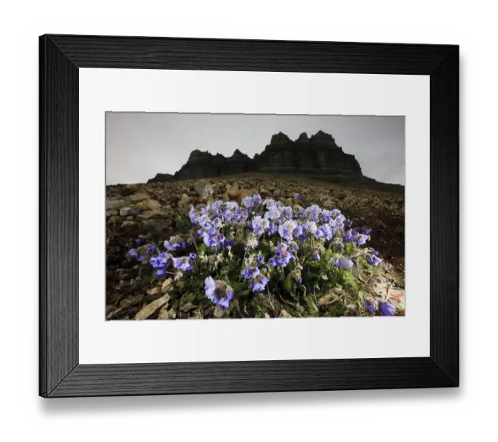 Framed Print : Boreal jacobs ladder (Polemonium boreale) flowers, Spitsbergen, Svalbard, Norway Framed Print : Boreal jacobs ladder (Polemonium boreale) flowers, Spitsbergen, Svalbard, Norway