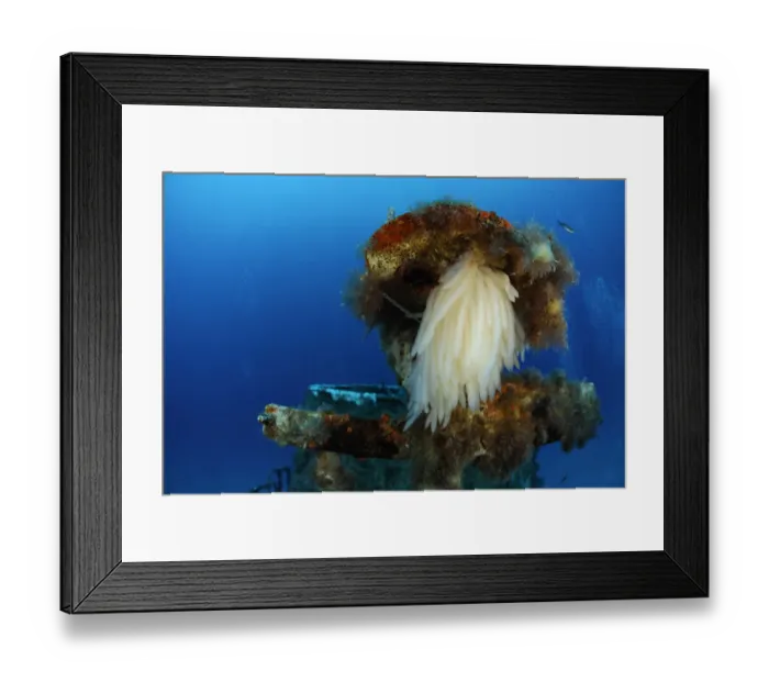 Framed Print : Squid eggs on the P29 patrol boat wreck, Malta, Mediteranean, May 2009 Framed Print : Squid eggs on the P29 patrol boat wreck, Malta, Mediteranean, May 2009