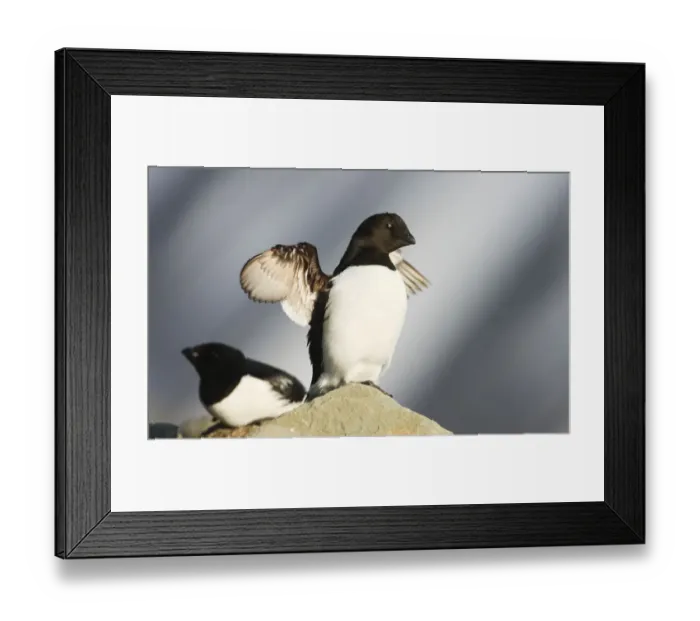 Framed Print : Little auk (Alle alle) stretching wings on rock, Spitsbergen, Svalbard, Norway, June 2009 Framed Print : Little auk (Alle alle) stretching wings on rock, Spitsbergen, Svalbard, Norway, June 2009