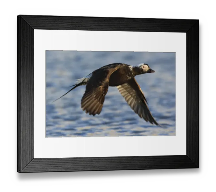 Framed Print : Long-tailed duck (Clangula hyemalis) in flight over water, Spitsbergen, Svalbard Framed Print : Long-tailed duck (Clangula hyemalis) in flight over water, Spitsbergen, Svalbard