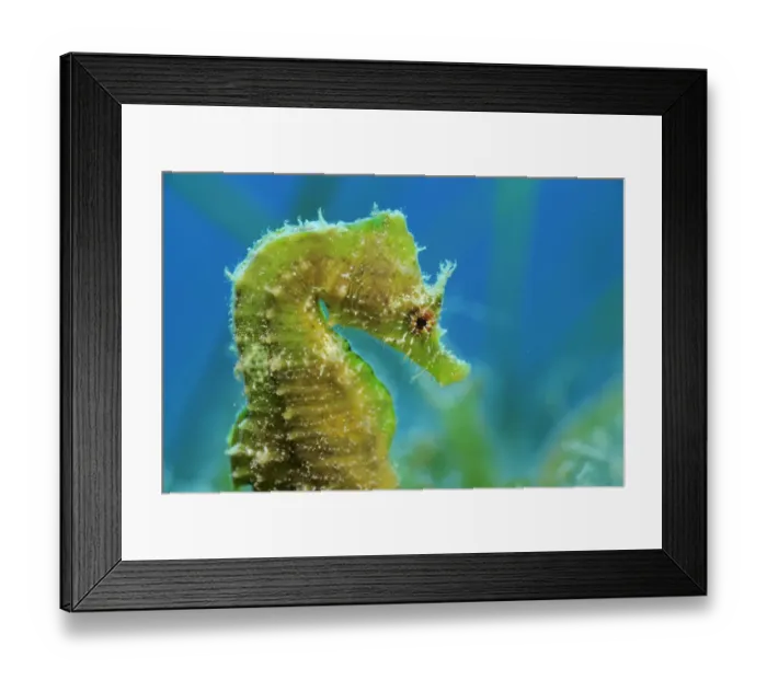Framed Print : Short snouted seahorse (Hippocampus hippocampus) profile, Malta, Mediteranean, June 2009 Framed Print : Short snouted seahorse (Hippocampus hippocampus) profile, Malta, Mediteranean, June 2009