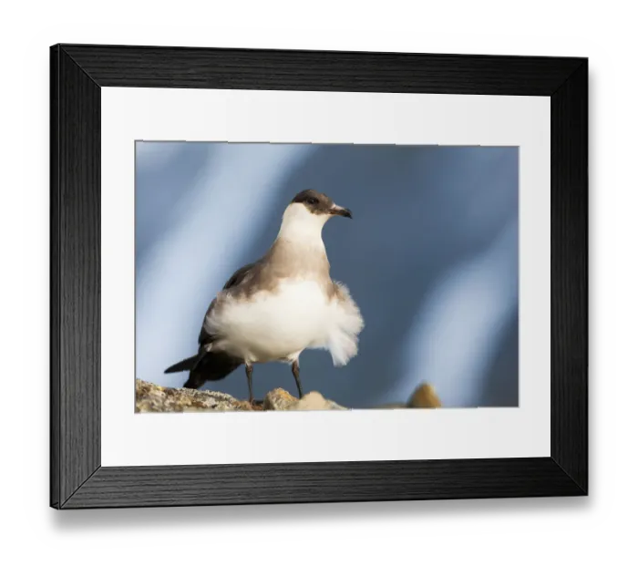 Framed Print : Arctic skua (Stercorarius parasiticus) with wind blowing feathers, Spitsbergen, Svalbard Framed Print : Arctic skua (Stercorarius parasiticus) with wind blowing feathers, Spitsbergen, Svalbard