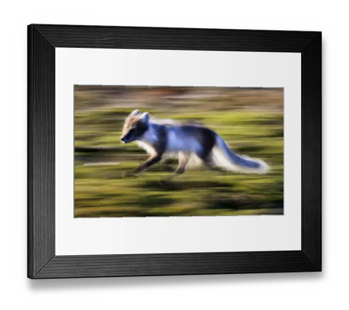 Framed Print : Arctic fox (Vulpes  /  Alopex lagopus) running, Spitsbergen, Svalbard, Norway, June 2009