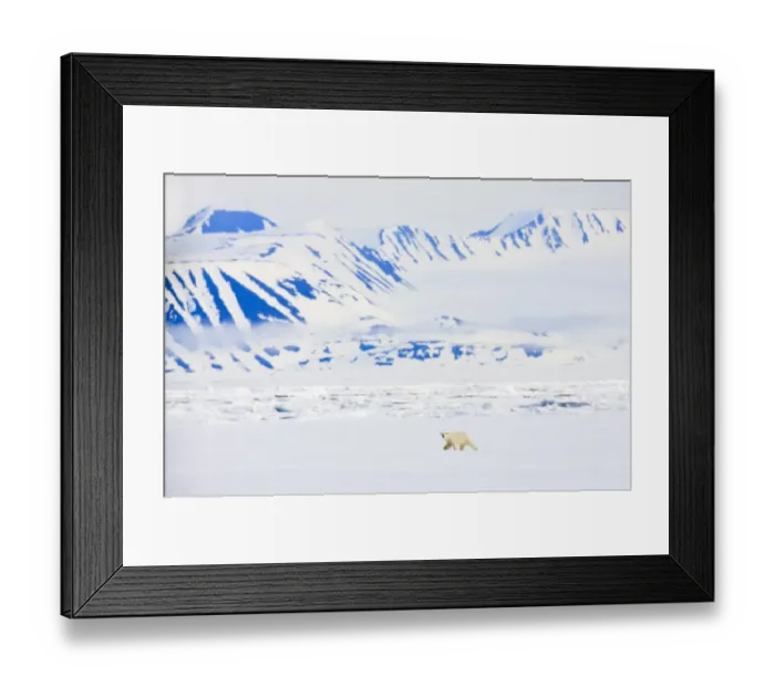 Framed Print : Polar bear (Ursus maritimus) Spitsbergen, Svalbard, Norway, June 2009 Framed Print : Polar bear (Ursus maritimus) Spitsbergen, Svalbard, Norway, June 2009