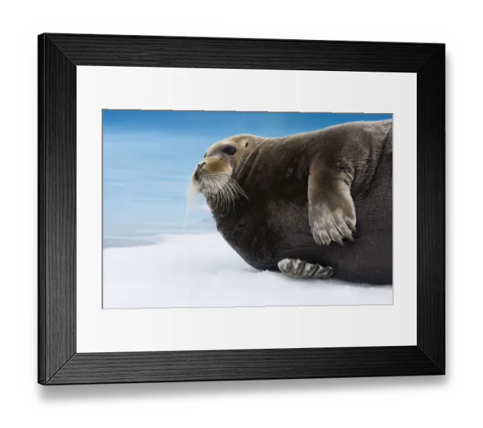 Framed Print : Bearded seal (Erignathus barbatus) lying on ice, Raudfjorden, Spitsbergen, Svalbard Framed Print : Bearded seal (Erignathus barbatus) lying on ice, Raudfjorden, Spitsbergen, Svalbard