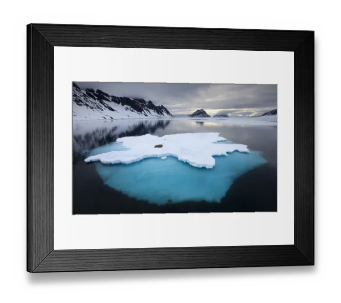 Framed Print : Walrus (Odobenus rosmarus) on ice, Spitsbergen, Svalbard, Norway, June 2009