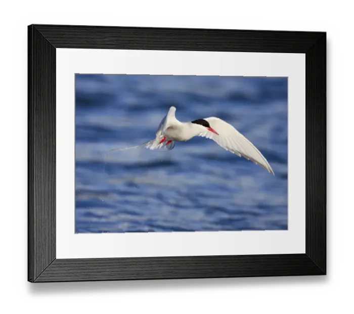 Framed Print : Arctic tern (Sterna paradisaea) in flight over water, Spitsbergen, Svalbard, Norway Framed Print : Arctic tern (Sterna paradisaea) in flight over water, Spitsbergen, Svalbard, Norway
