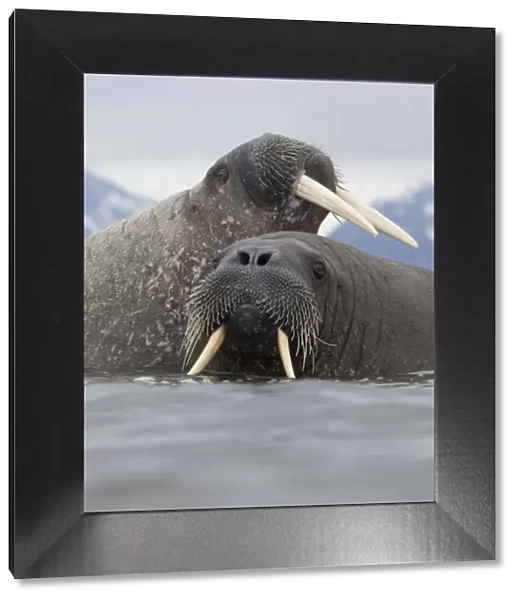 Walrus (Odobenus rosmarus) pair in shallow water, Richardlagunen, Forlandet National Park