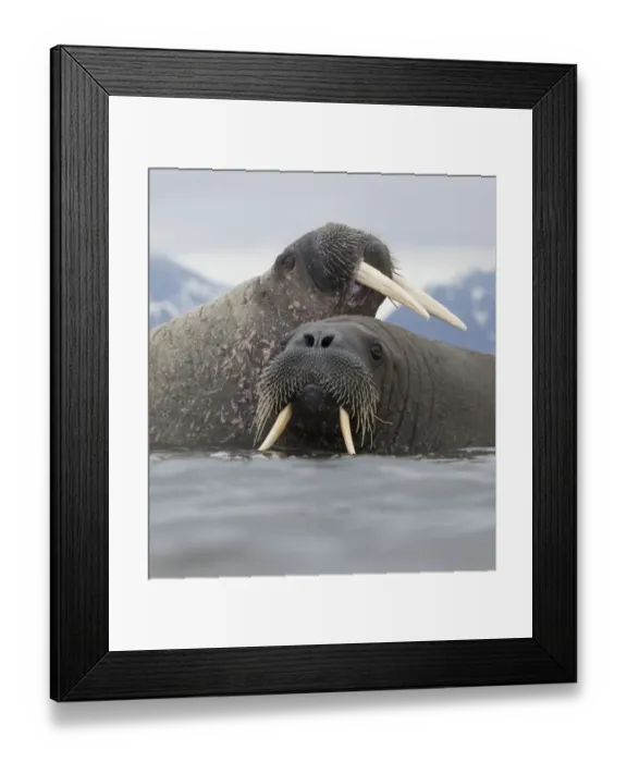 Framed Print : Walrus (Odobenus rosmarus) pair in shallow water, Richardlagunen, Forlandet National Park Framed Print : Walrus (Odobenus rosmarus) pair in shallow water, Richardlagunen, Forlandet National Park