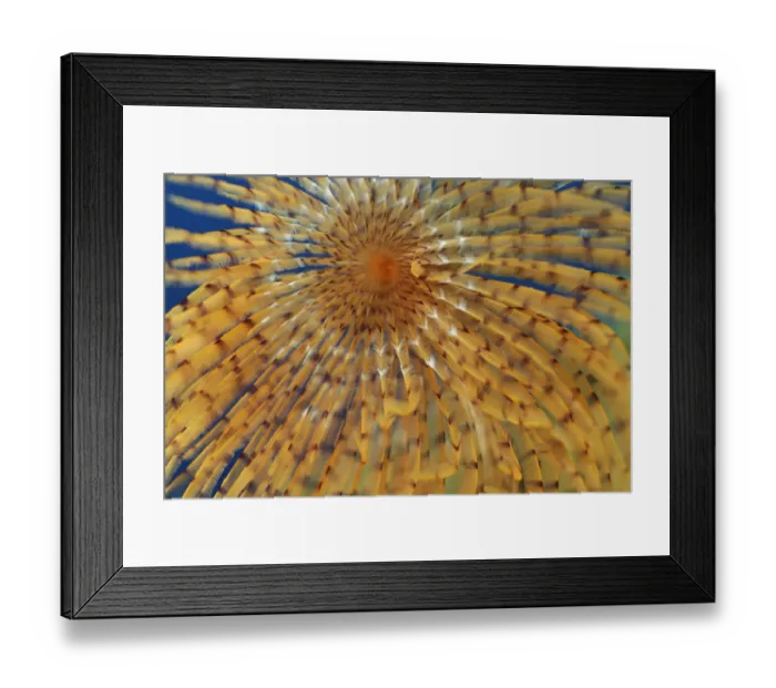 Framed Print : Close-up of European fan worm (Sabella / Spirographis spallanzani) Malta, Mediteranean Framed Print : Close-up of European fan worm (Sabella / Spirographis spallanzani) Malta, Mediteranean
