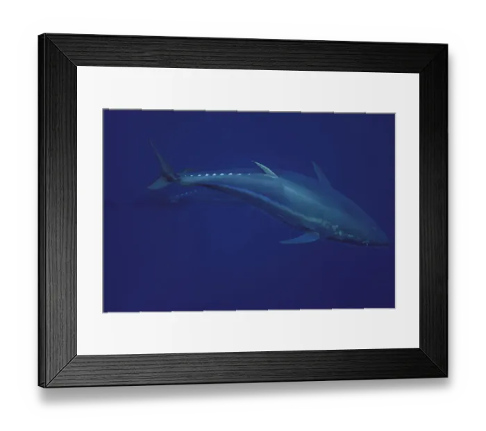 Framed Print : Atlantic bluefin tuna (Thunnus thynnus) captive, Malta, Mediteranean, May 2009 Framed Print : Atlantic bluefin tuna (Thunnus thynnus) captive, Malta, Mediteranean, May 2009