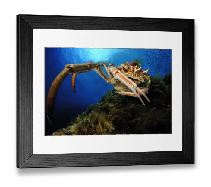 Framed Print : Spiny spider crab (Maja squinado) Malta, Mediteranean, May 2009