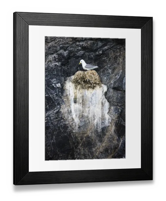 Framed Print : Kittiwake (Rissa tridactyla) on nest on cliff, Kongsfjorden, Spitsbergen, Svalbard Framed Print : Kittiwake (Rissa tridactyla) on nest on cliff, Kongsfjorden, Spitsbergen, Svalbard