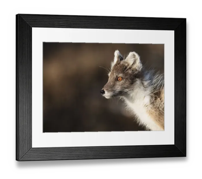 Framed Print : Arctic fox (Vulpes / Alopex lagopus) portrait, Spitsbergen, Svalbard, Norway, June 2009 Framed Print : Arctic fox (Vulpes / Alopex lagopus) portrait, Spitsbergen, Svalbard, Norway, June 2009