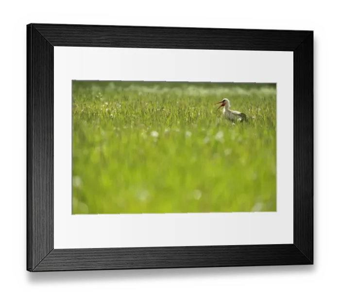 Framed Print : White stork (Ciconia ciconia) in long grass calling, Kurmene, Latvia, June 2009 Framed Print : White stork (Ciconia ciconia) in long grass calling, Kurmene, Latvia, June 2009