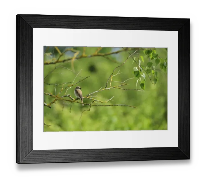 Framed Print : Red backed shrike (Lanius collurio) on branch, Latvia, June 2009 Framed Print : Red backed shrike (Lanius collurio) on branch, Latvia, June 2009