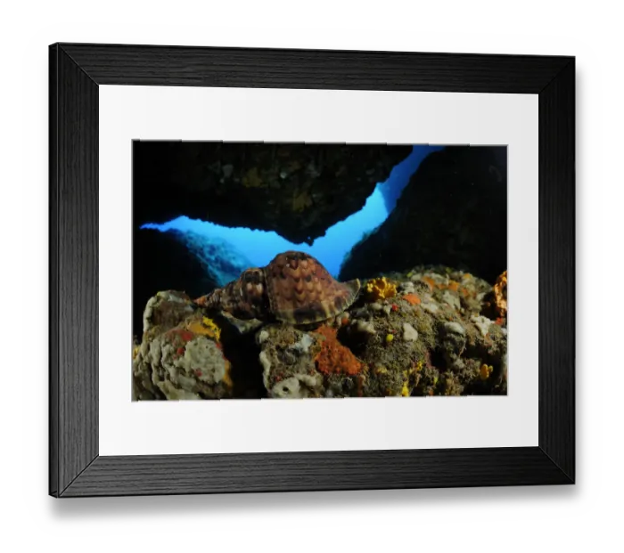 Framed Print : Atlantic tritons trumpet (Charonia variegata) Malta, Mediteranean, May 2009 Framed Print : Atlantic tritons trumpet (Charonia variegata) Malta, Mediteranean, May 2009