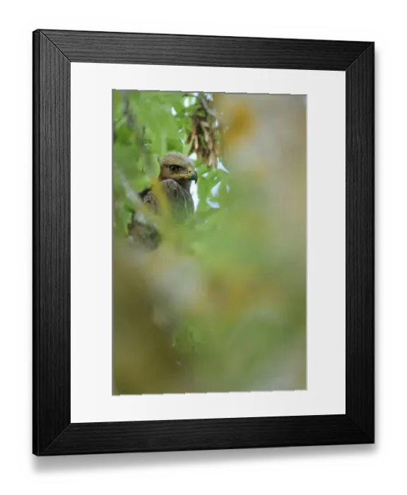 Framed Print : Lesser spotted eagle (Aquila pomarina) perched in tree, Latvia, June 2009 Framed Print : Lesser spotted eagle (Aquila pomarina) perched in tree, Latvia, June 2009
