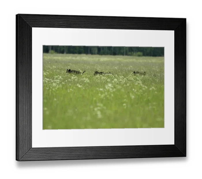 Framed Print : Wild boars (Sus scrofa) in long grass, Kemeri National Park, Latvia, June 2009 Framed Print : Wild boars (Sus scrofa) in long grass, Kemeri National Park, Latvia, June 2009
