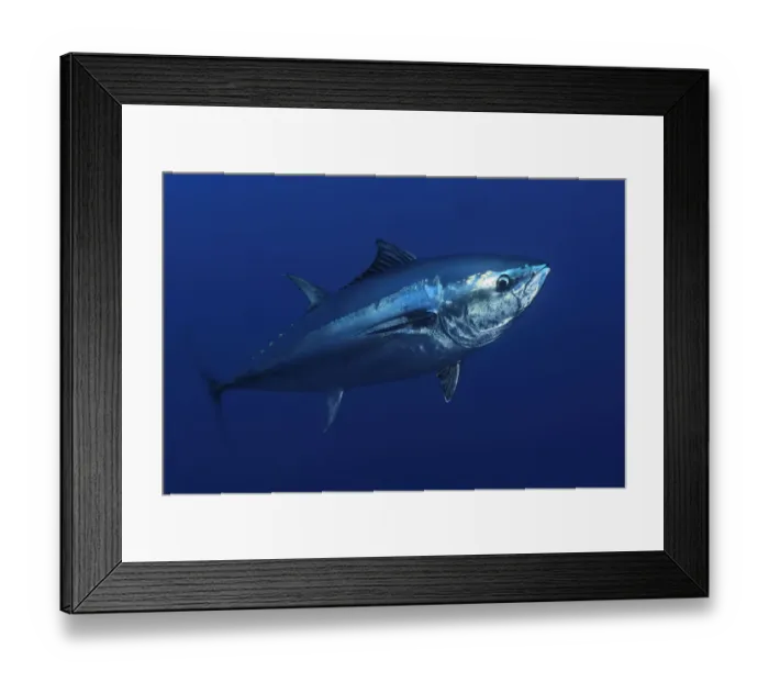 Framed Print : Atlantic bluefin tuna (Thunnus thynnus) portrait, captive, Malta, Mediteranean, May 2009 Framed Print : Atlantic bluefin tuna (Thunnus thynnus) portrait, captive, Malta, Mediteranean, May 2009