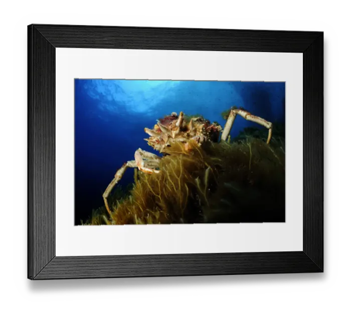 Framed Print : Spiny spider crab (Maja squinado) on seaweed, Malta, Mediteranean, May 2009 Framed Print : Spiny spider crab (Maja squinado) on seaweed, Malta, Mediteranean, May 2009