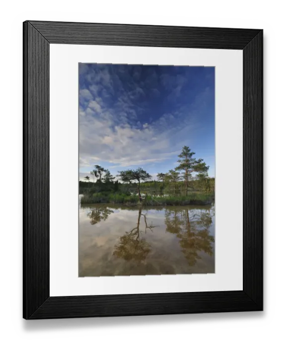 Framed Print : Hydrogen sulphude (H2S) pond with trees reflected in water, Bog forest, Kemeri National Park Framed Print : Hydrogen sulphude (H2S) pond with trees reflected in water, Bog forest, Kemeri National Park