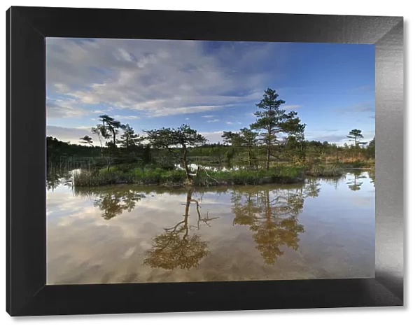 Hydrogen sulphide (H2S) pond with trees reflected in water, Bog forest, Kemeri National Park