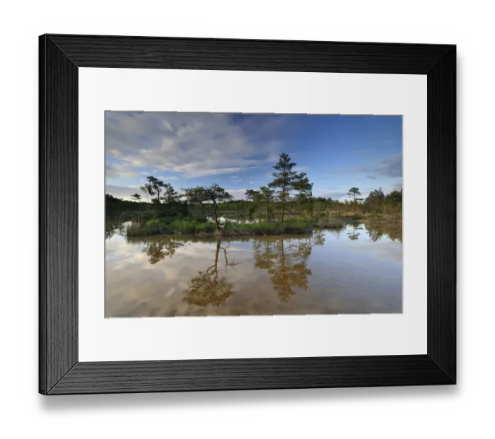 Framed Print : Hydrogen sulphide (H2S) pond with trees reflected in water, Bog forest, Kemeri National Park Framed Print : Hydrogen sulphide (H2S) pond with trees reflected in water, Bog forest, Kemeri National Park