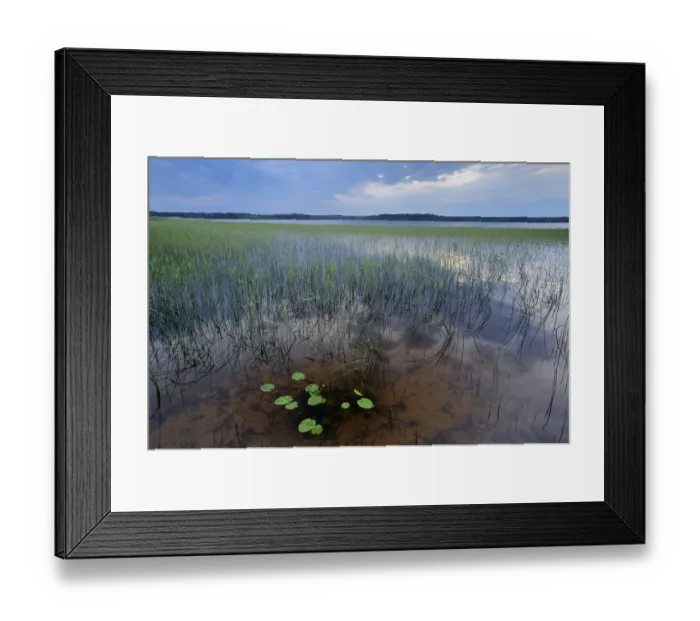 Framed Print : Lake Usma viewed from Moricsala Island, Moricsala Strict Nature Reserve, Latvia Framed Print : Lake Usma viewed from Moricsala Island, Moricsala Strict Nature Reserve, Latvia