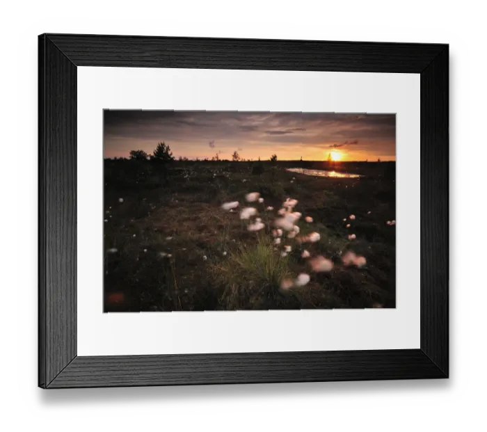 Framed Print : Cotton grass (Eriophorum) growing in bog at sunset, Kemeri National Park, Latvia Framed Print : Cotton grass (Eriophorum) growing in bog at sunset, Kemeri National Park, Latvia